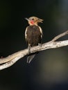 Blond-crested woodpecker, Colaptes flavescens Royalty Free Stock Photo