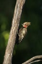 Blond-crested woodpecker, Colaptes flavescens