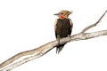 Blond-crested woodpecker, Colaptes flavescens