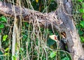 Blond-crested woodpecker perched on a tree