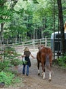 Blond Girl leading Horse Royalty Free Stock Photo