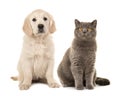 Blond golden retriever puppy dog and grey british short hair cat