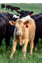 Blond heifer - vertical Royalty Free Stock Photo