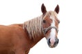 Blond horse head Royalty Free Stock Photo