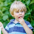 Blond kid boy having fun with picking berries on raspberry farm Royalty Free Stock Photo