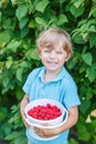 Blond kid boy having fun with picking berries on raspberry farm Royalty Free Stock Photo