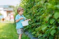 Blond kid boy having fun with picking berries on raspberry farm Royalty Free Stock Photo