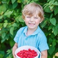 Blond kid boy having fun with picking berries on raspberry farm Royalty Free Stock Photo