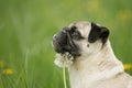 Blond pug with flower Royalty Free Stock Photo