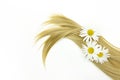 Blond shiny hair wave with chamomile flower, on white. Lock of blonde wavy hair on white background, top view Royalty Free Stock Photo