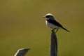 blond wheatear perched against the light Royalty Free Stock Photo