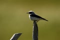 Blond wheatear perched against the light Royalty Free Stock Photo