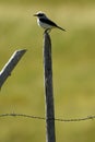 Blond wheatear perched against the light Royalty Free Stock Photo