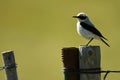 Blond wheatear perched against the light Royalty Free Stock Photo