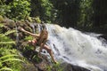 Blond woman in bikini by waterfall