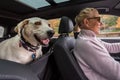 Blond woman driving white lab mix dog, inside car with dog seat cover, fall road trip Royalty Free Stock Photo