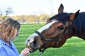 Blond woman gives food to  her  horse Royalty Free Stock Photo