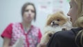 Blond woman holding small pomeranian spitz who afraids to get vaccination in the veterinary clinic close up. Blured