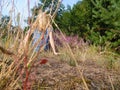 A blond woman sits in the overgrown garden behind golden blades of grass next to pink heather. Hidden human perfectly adapted to