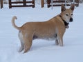 Blonde American Dingo Dog Standing in the Snow Watching Other Dogs Playing Before Joining in on the Fun Again