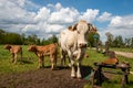 Blonde aquitaine cows with calves Royalty Free Stock Photo