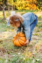 Blonde caucasian child girl in denim suit harvests Trying to lift a heavy pumpkin in autumn outside. Thanksgiving day