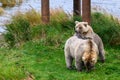 Blonde colored Alaska brown bear mother and cub, with cub leaning on mothers back as she grazes on grass Royalty Free Stock Photo