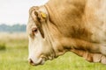 Blonde d`Aquitaine bull Royalty Free Stock Photo