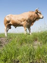 Blonde d`aquitaine bull in green grassy meadow with blue sky Royalty Free Stock Photo