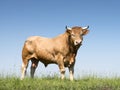 Blonde d`aquitaine bull in green grassy meadow with blue sky Royalty Free Stock Photo