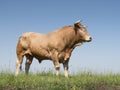 Blonde d`aquitaine bull in green grassy meadow with blue sky Royalty Free Stock Photo