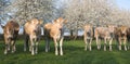 Blonde d`aquitaine calves in green meadow with white blossoming spring trees Royalty Free Stock Photo