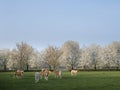 Blonde d`aquitaine calves in green meadow with white blossoming spring trees Royalty Free Stock Photo