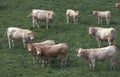 BLONDE D`AQUITAINE CATTLE, A FRENCH BREED, HERD STANDING ON GRASS Royalty Free Stock Photo
