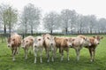Blonde d`aquitaine cow and calfs in green meadow with blossoming spring trees in the background of dutch meadow Royalty Free Stock Photo