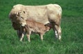 BLONDE D`AQUITAINE, A FRENCH BREED, CALF SUCKLING MOTHER Royalty Free Stock Photo