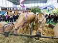 Blonde d`Aquitaine race cows looking at the international agriculture meeting at Paris Royalty Free Stock Photo