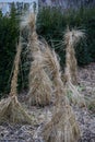 Decorative straw tuft in winter at evening Royalty Free Stock Photo