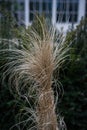 Decorative straw tuft in winter at evening Royalty Free Stock Photo