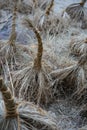 Decorative straw tuft in winter at evening Royalty Free Stock Photo