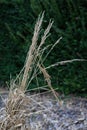 Decorative straw tuft in winter at evening Royalty Free Stock Photo