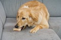 blonde dog eating on fabric sofa. Hovawart gnaws on a bone on textil sofa in living room Royalty Free Stock Photo