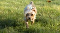 Blonde female Yorkshire terrier dog walking purposefully towards viewer Royalty Free Stock Photo