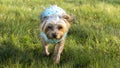 Blonde female Yorkshire terrier dog walking purposefully towards viewer Royalty Free Stock Photo