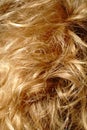 Blonde girl& x27;s curly hair. Well-groomed hair. Closeup