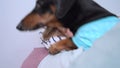Blonde girl sleeps with cute dachshund in embrace on lazy weekend, close up. Dog wakes up and carefully leaves, so as