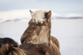 Blonde haired Icelandic horse in the snow in Iceland Royalty Free Stock Photo