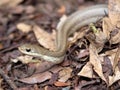 The Blonde hognose snake, Leioheterodon modestus, awe moves nimbly on the ground. Tsingy de Bemaraha. Madagascar