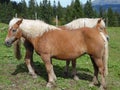 Blonde Horses on alm in the alps next to the Burgl-HÃÂ¼tte in Hittisau , Austria . Hittisau alp with chilling farm animals .