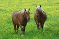 Blonde horses green background